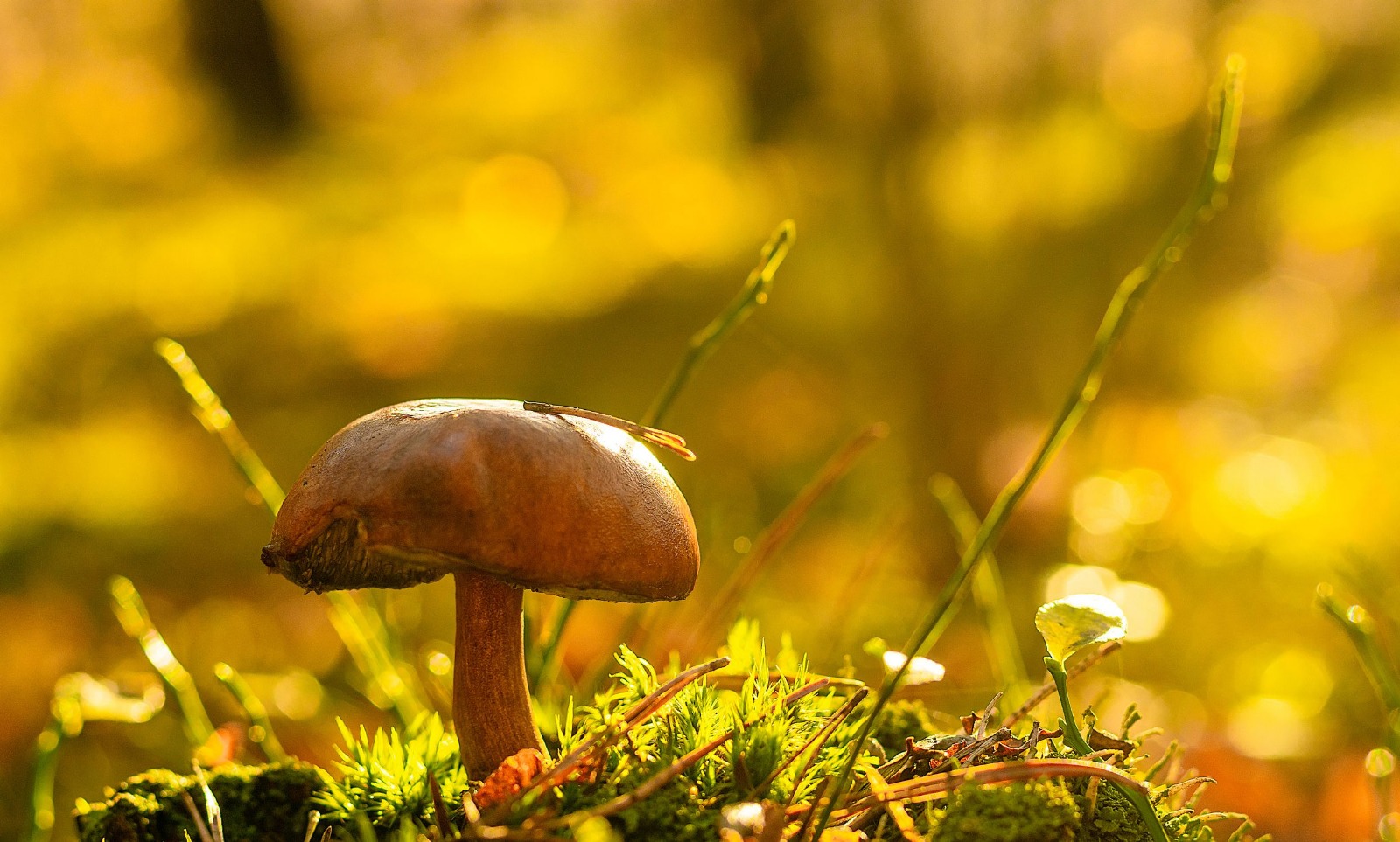 The FUNGIPRENEURS Project joins EPALE: an European Commission collaborative space for Adult Learning and knowledge exchange
